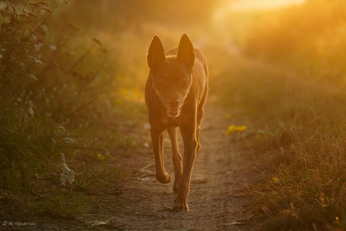 uśmiechnięty kelpie biegnący w świetlne poranka