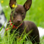 trzy miesiące szczeniak working kelpie, portret