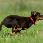 cztery i pół miesiąca pędzący szczeniak working kelpie