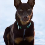 eight months old kelpie lies on the snow with a tug toy