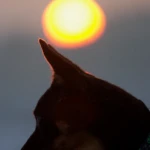 eight months old portrait of a kelpie against setting sun