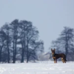 dziewięć miesięcy Kelpie w zimowym krajobrazie