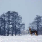 dziewięć miesięcy Kelpie w zimowym krajobrazie