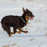 dziewięć miesięcy kelpie w biegu po śniegu
