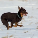 dziewięć miesięcy kelpie w biegu po śniegu