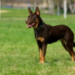 jedenaście miesięcy stojący na zielonej trawie kelpie