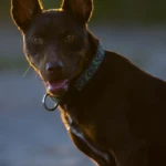 almost one and a half years old portrait of a kelpie dog