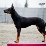 around one year old, photo by Martyna Gawron stacked kelpie girl