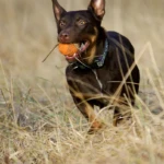 one and a half years old red and tan kelpie girl running with a ball