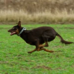 dwa i pół roku pies biegnący z pełną prędkością