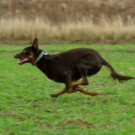 dwa i pół roku pies biegnący z pełną prędkością
