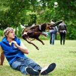 ok. 3 lat, fot. Martyna Gawron pies łapiący frisbee nad człowiekiem