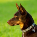 cztery lata portret kelpie