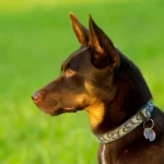 cztery lata portret kelpie