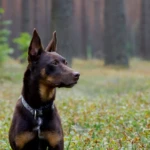 five years old kelpie dog sitting in the forest, in wild blueberries