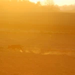 seven years old dog on a field, amazing warm sunshine