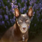siedem lat, fot. Alicja Boruczkowska kelpie - portret w lawendzie