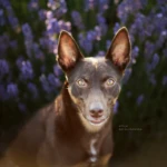 siedem lat, fot. Alicja Boruczkowska kelpie - portret w lawendzie