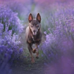 siedem lat, fot. Alicja Boruczkowska kelpie biegnący przez pole lawendy