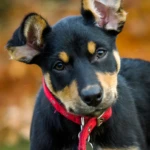 dwa miesiące szczeniak working kelpie