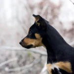 three months old kelpie puppy