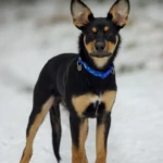 cztery i pół miesiąca młody working kelpie