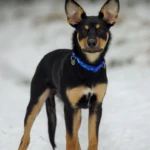 cztery i pół miesiąca młody working kelpie