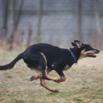 pięć miesięcy, fot. JiM pędzący szczeniak kelpie