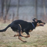 pięć miesięcy, fot. JiM pędzący szczeniak kelpie