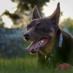 eight years old tired but happy kelpie lying with a toy