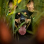 prawie rok portret kelpie w trawach