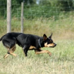 one of the firsts training in his life working kelpie looking at sheep