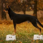 rok i dwa miesiące, fot. JiM zdjęcie kelpie w postawie