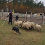 training in Annówka, photo by Marta Rohde sheepherding training