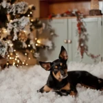 two years old, photo by Martyna Gawron kelpie dog in a Christmas scenery