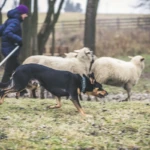 competition in Pasterski Poznań, photo by karo kelpie herding sheep