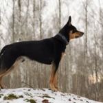 trzy i pół roku kelpie na górce, widok z boku