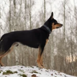 trzy i pół roku kelpie na górce, widok z boku