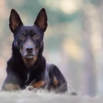 jedenaście lat kelpie leży