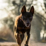 jedenaście lat kelpie biegnie o zachodzie słońca
