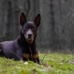 jedenaście lat mroczny portret psa w lesie