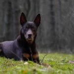 eleven years old moody portrait of a red and tan kelpie in autumnal forest