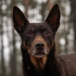 eleven years old portrait of red and tan kelpie