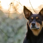 prawie cztery lata portret kelpie