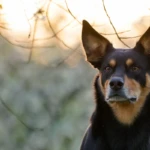 prawie cztery lata portret kelpie