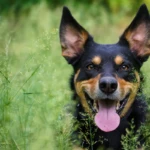prawie cztery lata uśmiechnięty kelpie