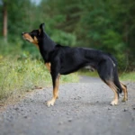 four years old Tammi - stacked photo