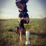 Tammi with his cup from trial "O Puchar Pasterskiego Poznania" Tammi and his cup from sheepherding competition