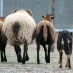 training in Annówka, photo by Kinga Helak dog driving sheep