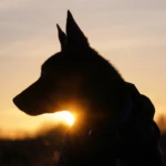 eleven and a half years old silhouette portrait